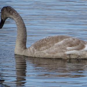 Mute Swan