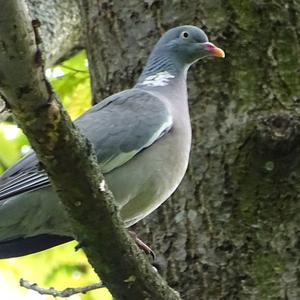 Common Wood-pigeon