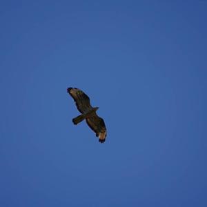 European Honey-buzzard