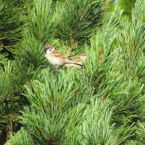 Eurasian Tree Sparrow