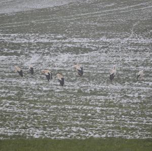 White Stork