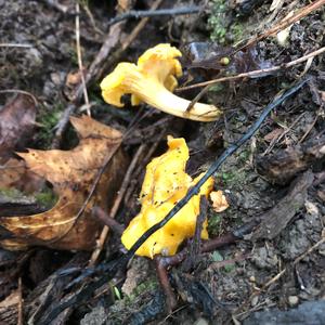 Chanterelle, Common