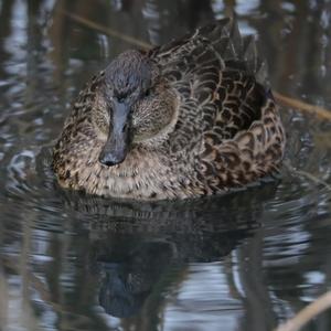 Common Teal