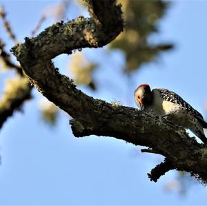 Red-bellied Woodpecker