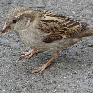 House Sparrow