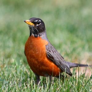 American Robin