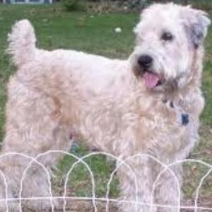 Irish Soft-Coated Wheaten Terrier