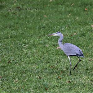 Grey Heron