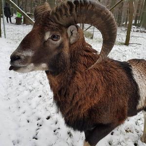 Mouflon