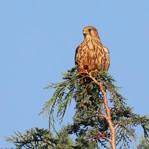 Common Kestrel