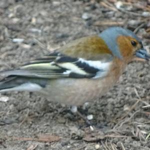 Eurasian Chaffinch