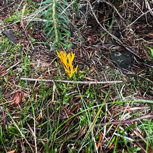 Yellow Tuning Fork