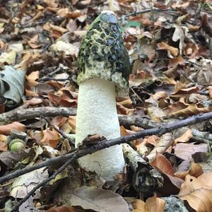 Stinkhorn, Common