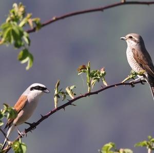 Red-backed Shrike