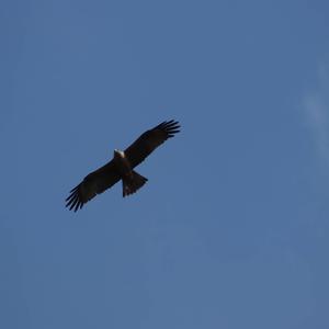 Common Buzzard