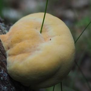 Chicken Mushroom