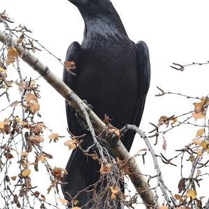 Common Raven