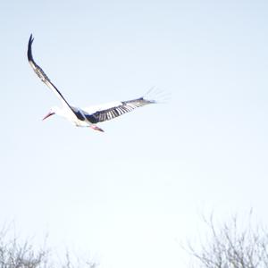 White Stork