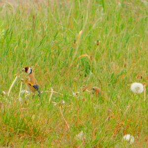 European Goldfinch