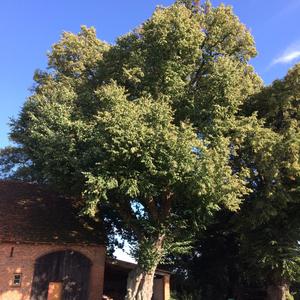 Small-leaved Linden