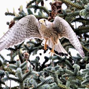 Common Kestrel