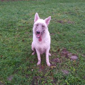 Berger Blanc Suisse