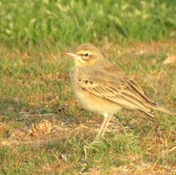 Tawny Pipit