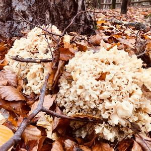 Eastern Cauliflower Mushroom