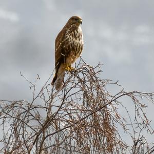 Mäusebussard