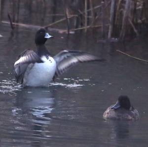 Tufted Duck