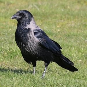 Hooded Crow