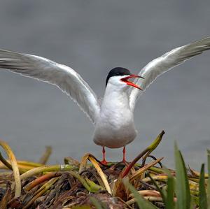 Common Tern