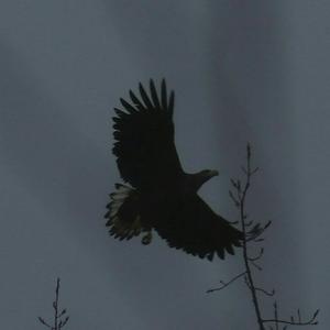 White-tailed Eagle