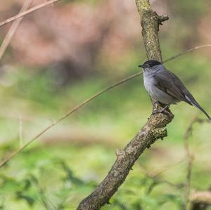 Blackcap