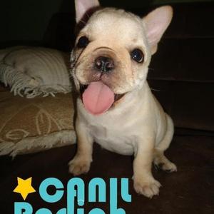 French Bulldog