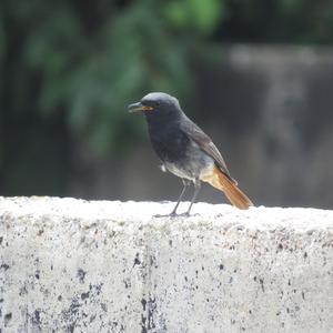 Black Redstart