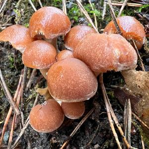 Clustered Psathyrella