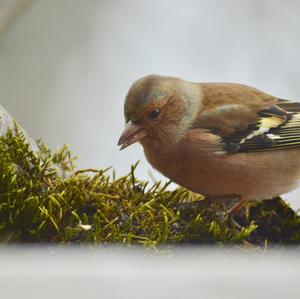 Eurasian Chaffinch