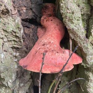 Beefsteak Polypore