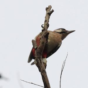 Great Spotted Woodpecker