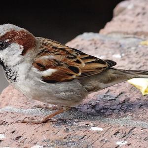 House Sparrow