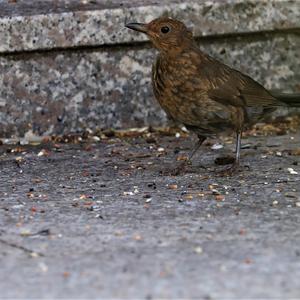 Eurasian Blackbird