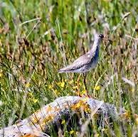 Common Redshank