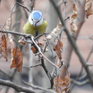 Blue Tit