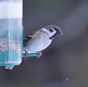 Eurasian Tree Sparrow