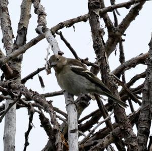 Eurasian Chaffinch