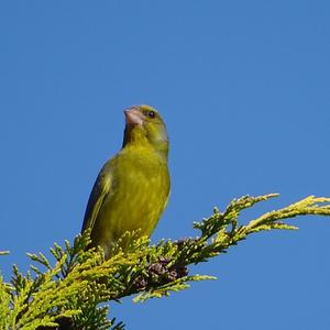 European Greenfinch