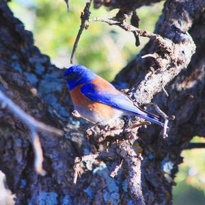 Western Bluebird