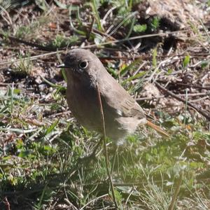 Black Redstart