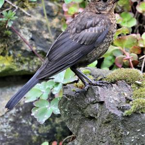 Eurasian Blackbird